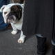 Image for article titled Canines and catwalks: The Westminster Dog Show meets New York Fashion Week